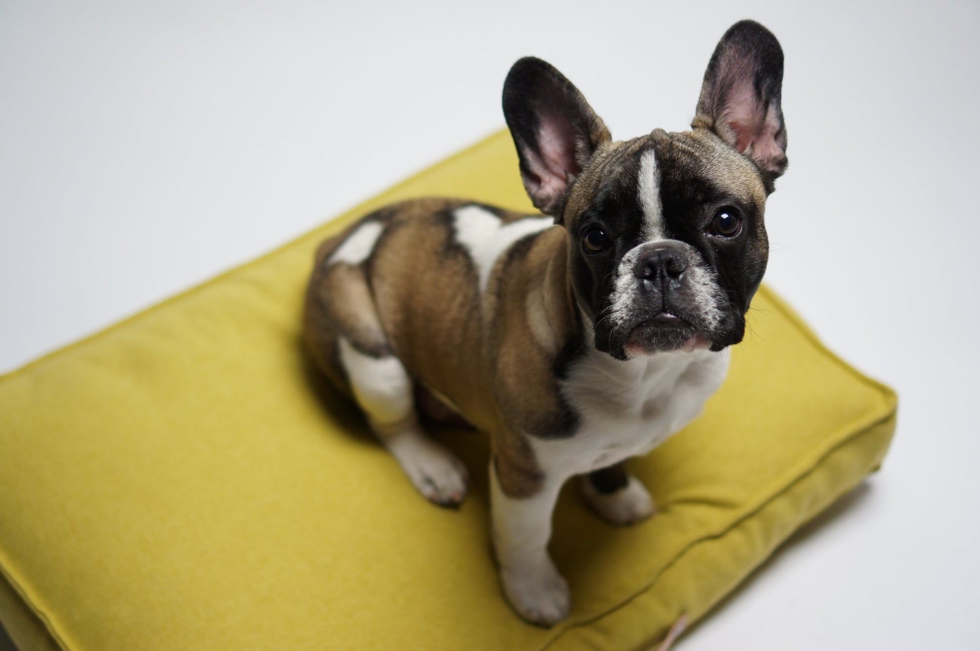 Movik | Matelas orthopédique pour chien - Jean - Poil - Jaune