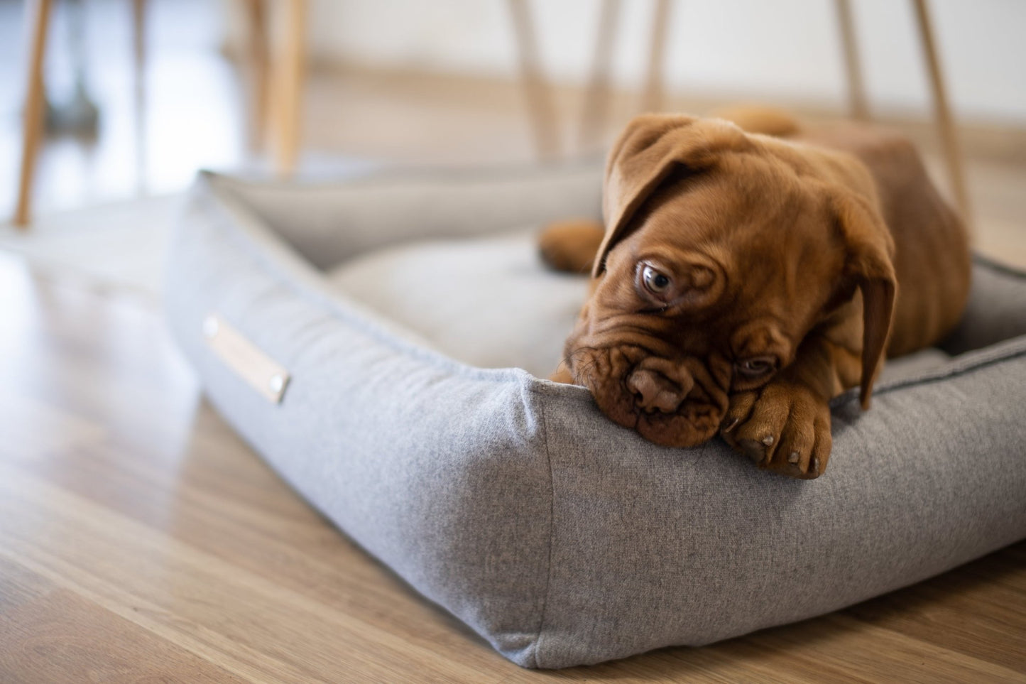 Movik | Panier orthopédique pour chien, housse amovible - Jean - Poil - Biscuit