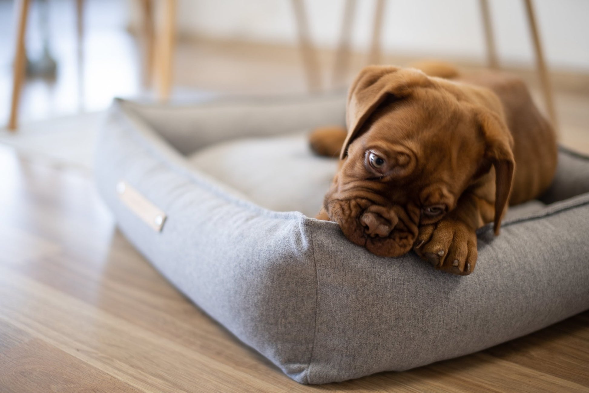 Movik | Panier orthopédique pour chien, housse amovible - Jean - Poil - Biscuit