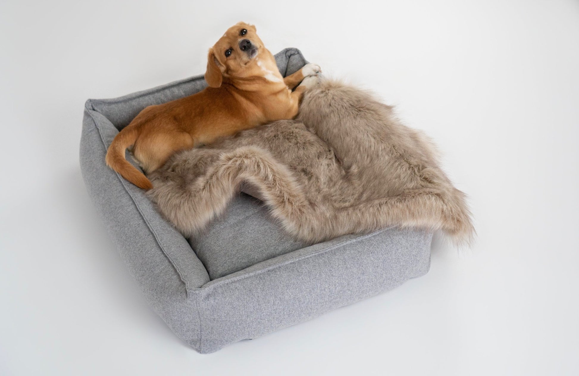 Movik | Panier orthopédique pour chien, housse amovible - Jean - Poil - Biscuit