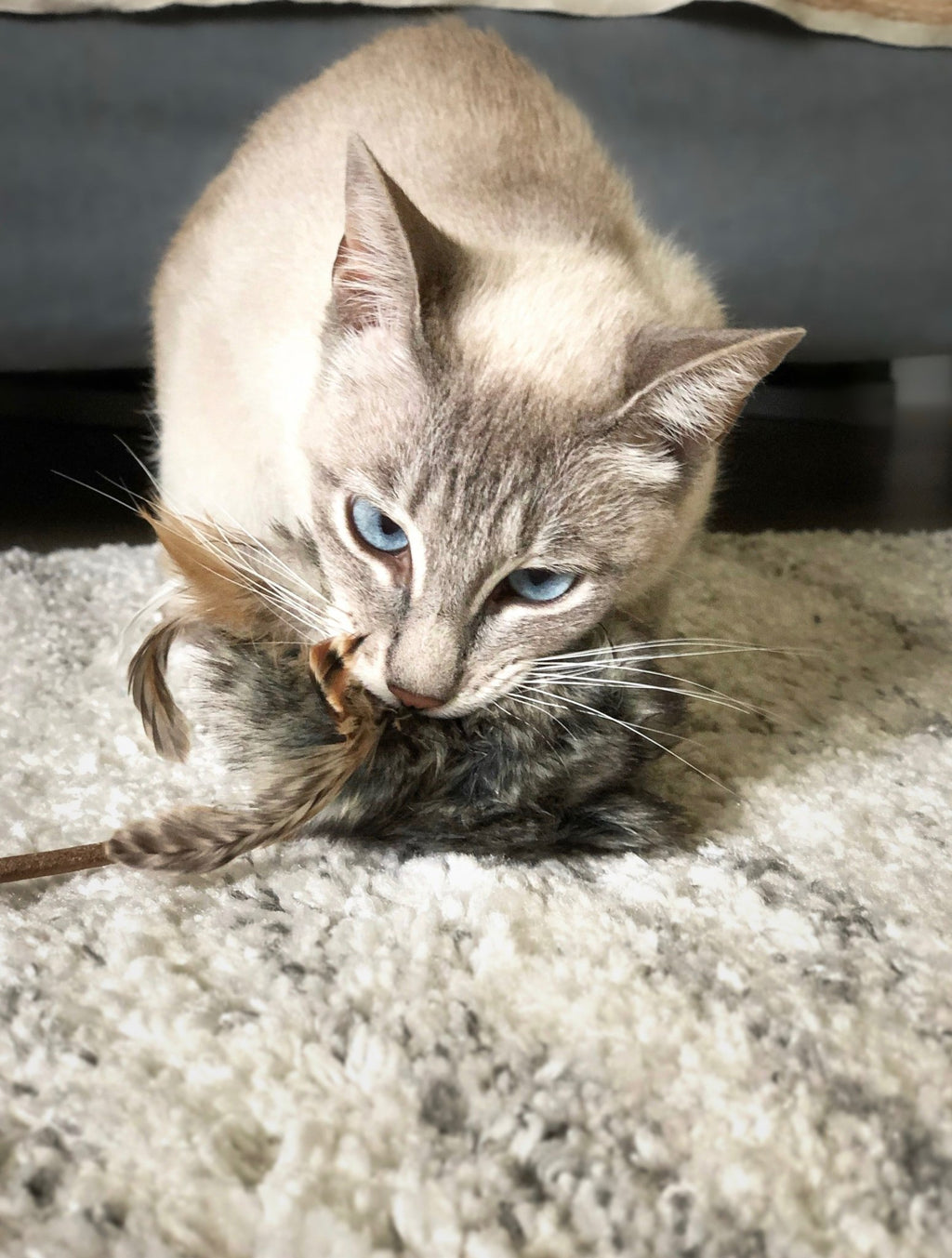 Musse | Jouet design pour chat en cuir et plumes - Jean - Poil - Marron