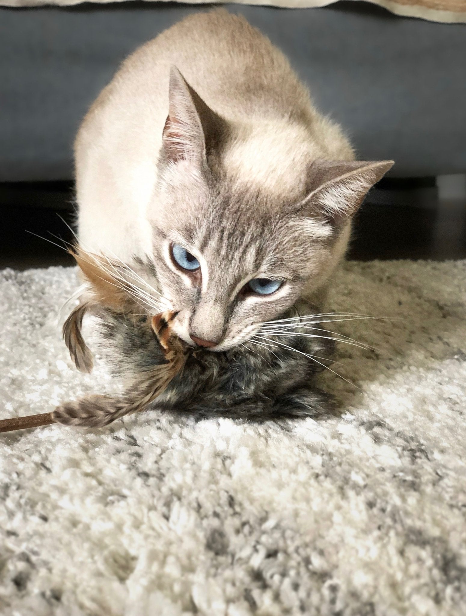 Musse | Jouet design pour chat en cuir et plumes - Jean - Poil - Marron