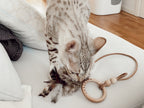 Musse | Jouet design pour chat en cuir et plumes - Jean - Poil - Marron