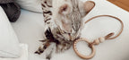 Musse | Jouet design pour chat en cuir et plumes - Jean - Poil - Marron
