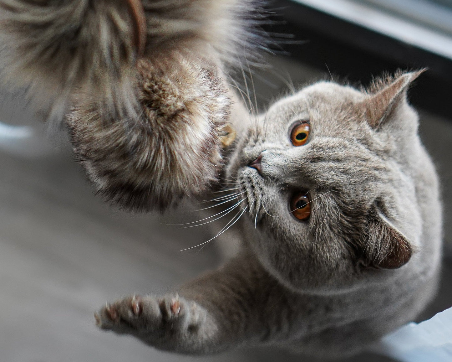 Musse | Jouet design pour chat en cuir et plumes - Jean - Poil - Marron