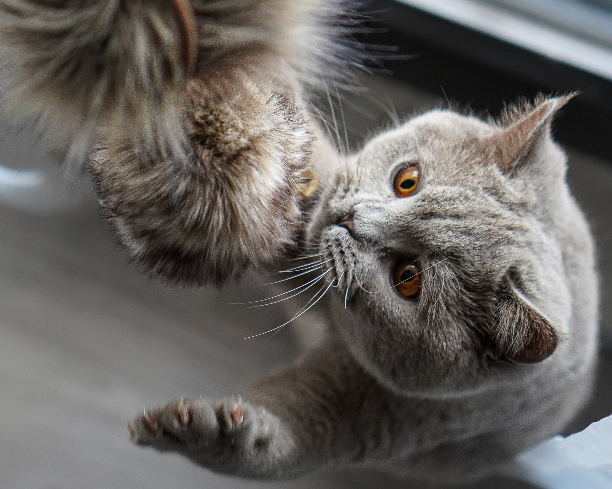 Musse | Jouet design pour chat en cuir et plumes - Jean - Poil - Marron
