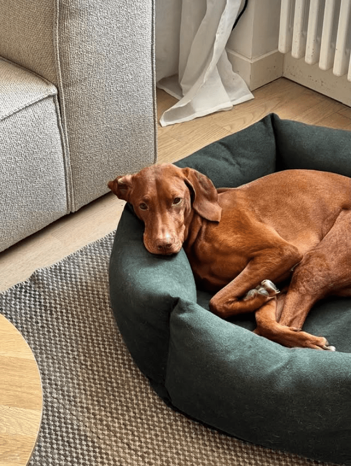 Nest | Panier orthopédique cocooning pour chien en matériaux recyclés - Jean - Poil - Vert