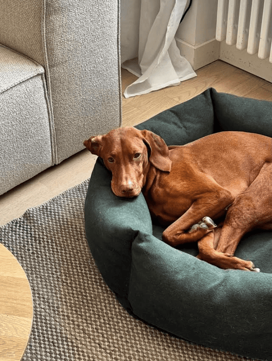 Nest | Panier orthopédique cocooning pour chien en matériaux recyclés - Jean - Poil - Vert