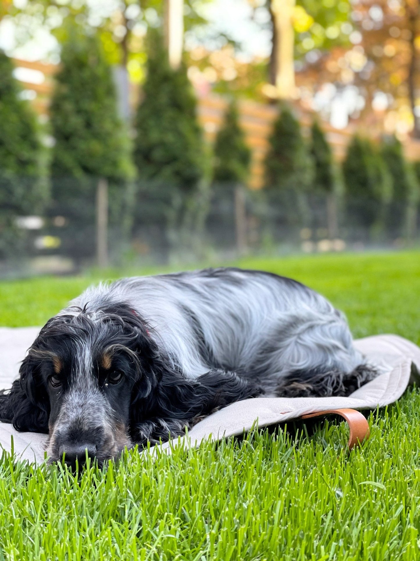 Okka | Tapis de voyage pliable pour chien avec sangles en cuir - Jean - Poil - Beige