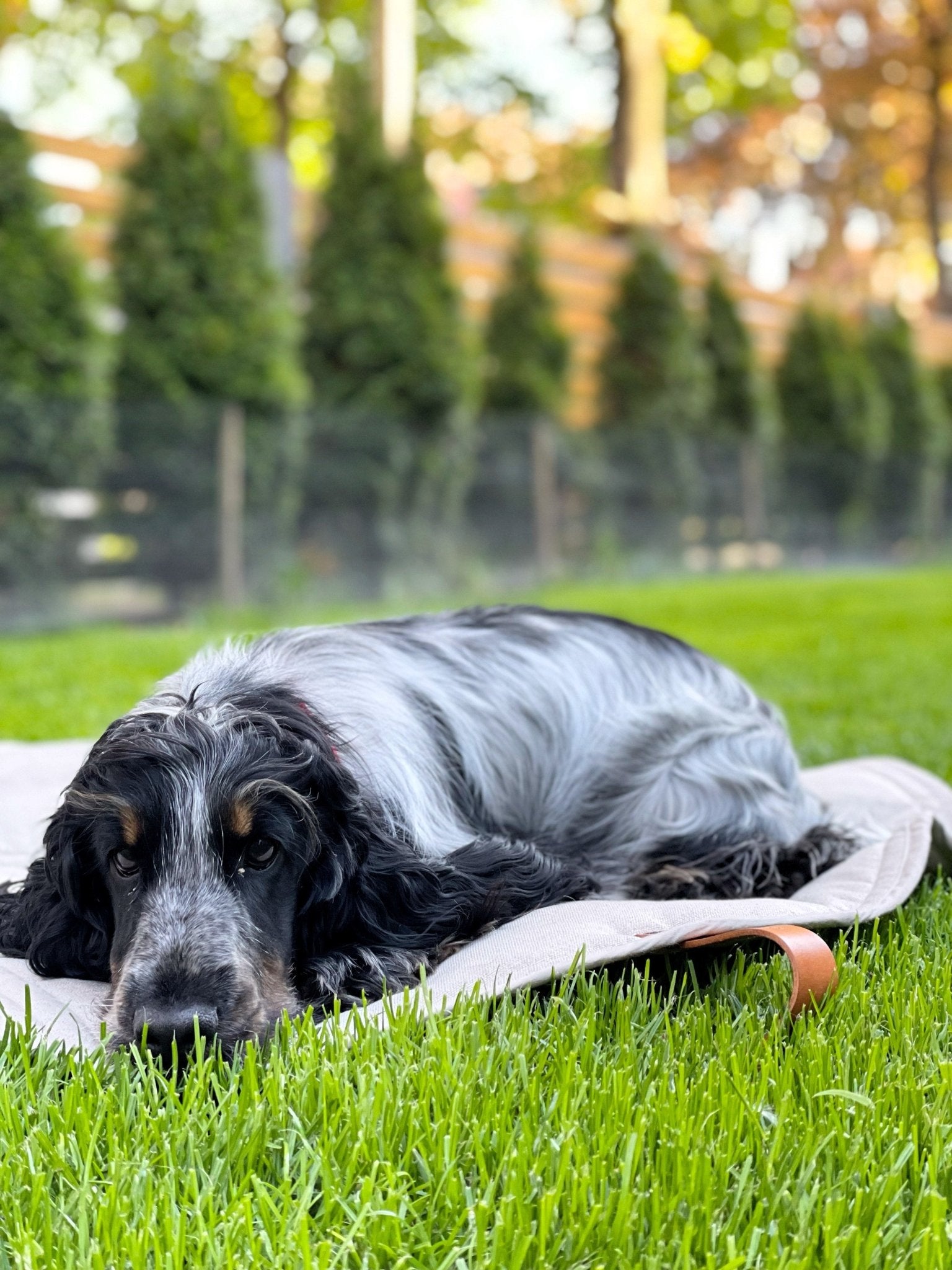 Okka | Tapis de voyage pliable pour chien avec sangles en cuir - Jean - Poil - Beige