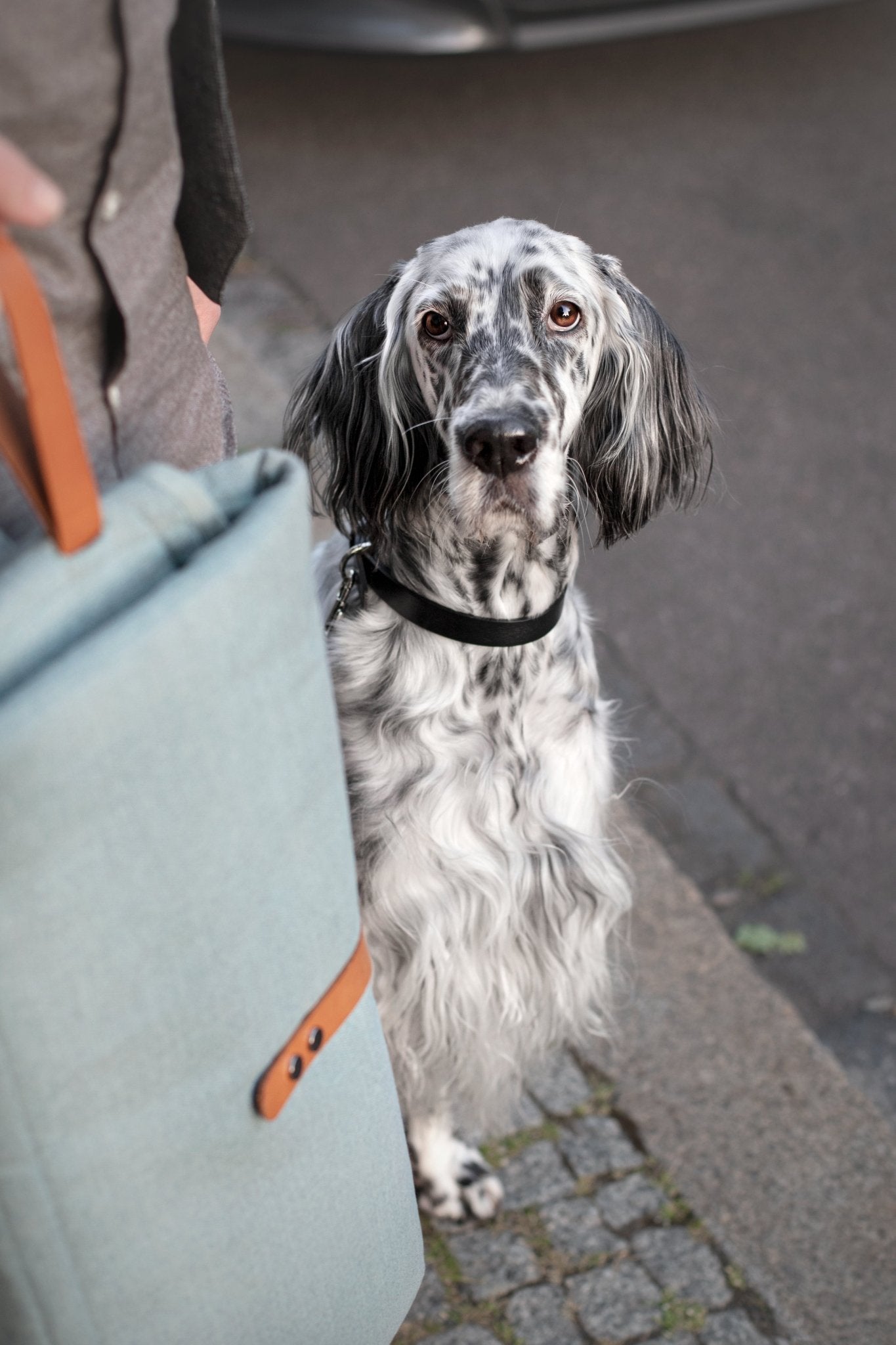 Okka | Tapis de voyage pliable pour chien avec sangles en cuir - Jean - Poil - Beige