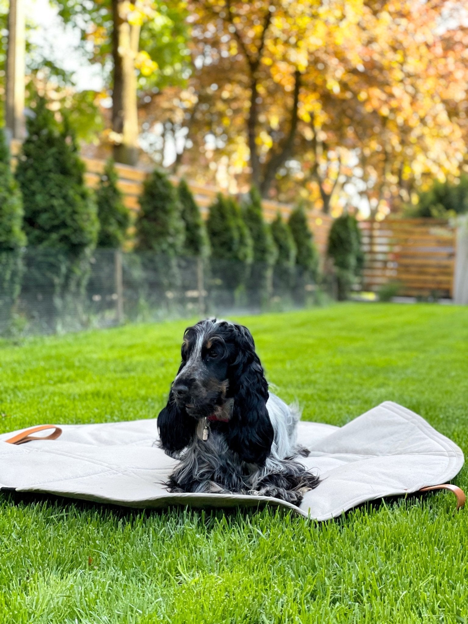 Okka | Tapis de voyage pliable pour chien avec sangles en cuir - Jean - Poil - Beige