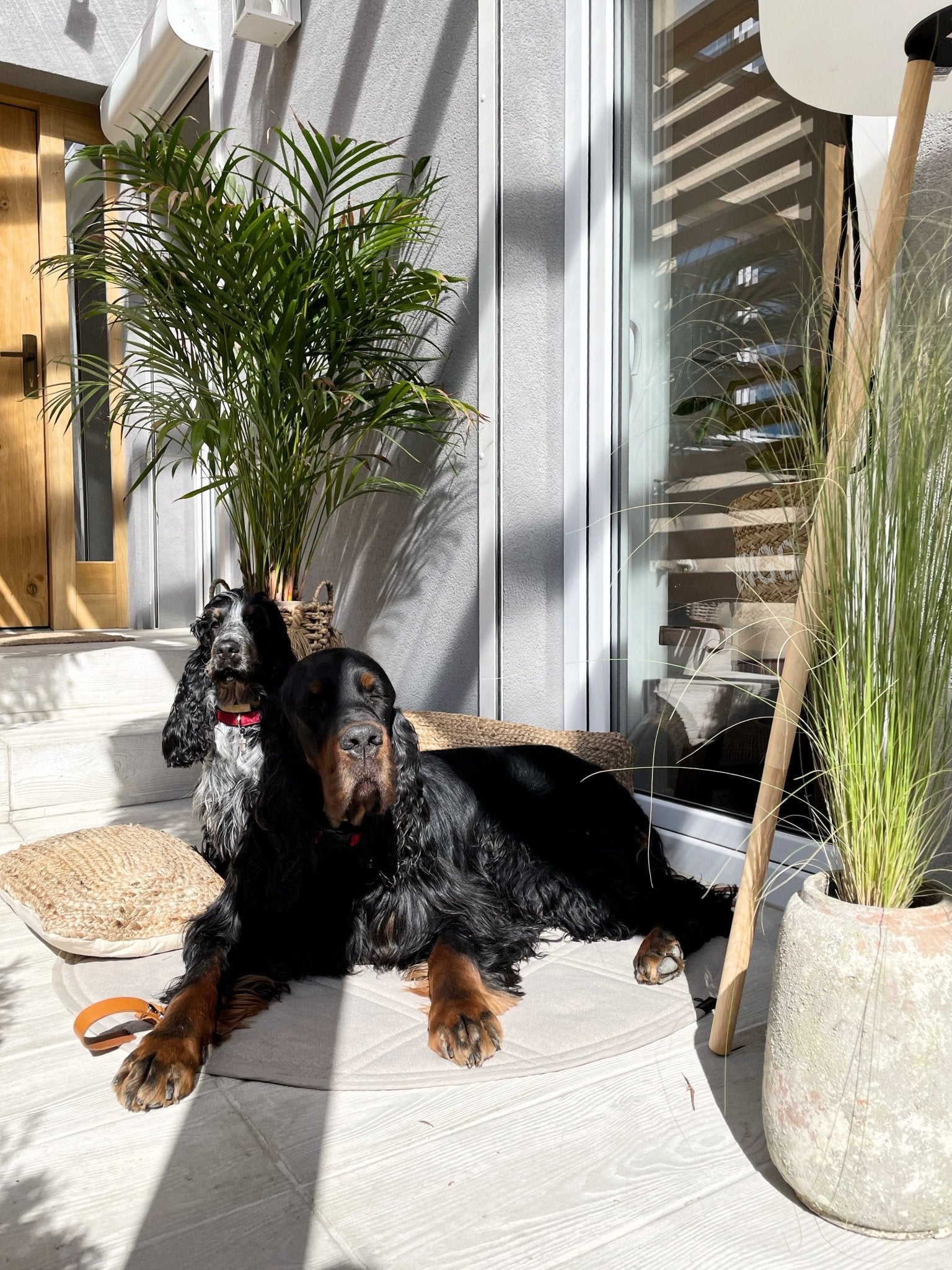 Okka | Tapis de voyage pliable pour chien avec sangles en cuir - Jean - Poil - Beige