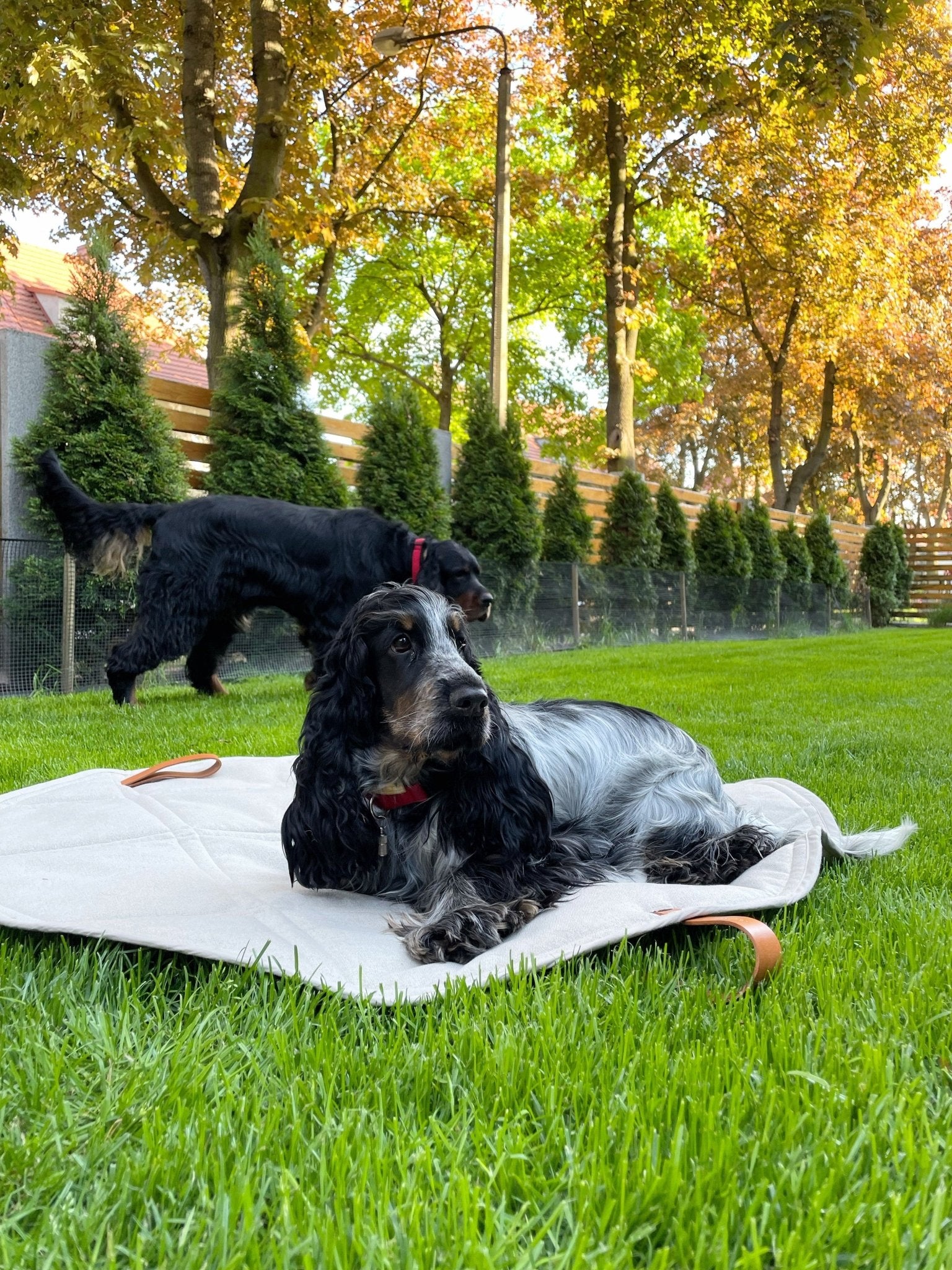 Okka | Tapis de voyage pliable pour chien avec sangles en cuir - Jean - Poil - Beige