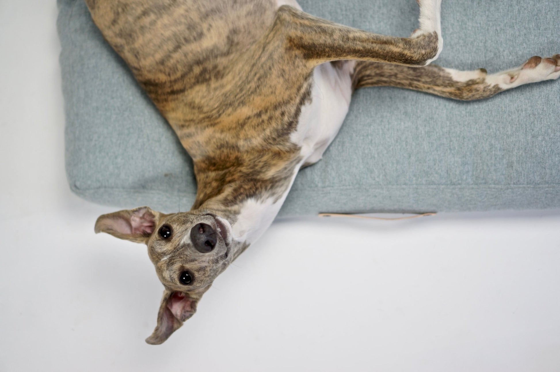 Oslo | Coussin pour chien - style scandinave, housse lavable - Jean - Poil - Bleu marine