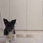 Pacifica | Gamelle pour chat en grés fin - Jean - Poil - Anthracite