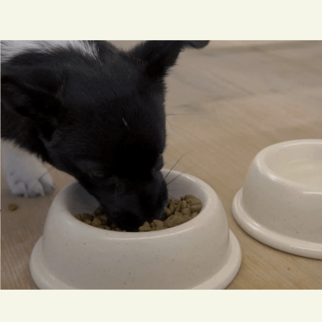 Pacifica | Gamelle pour chat en grés fin - Jean - Poil - Anthracite