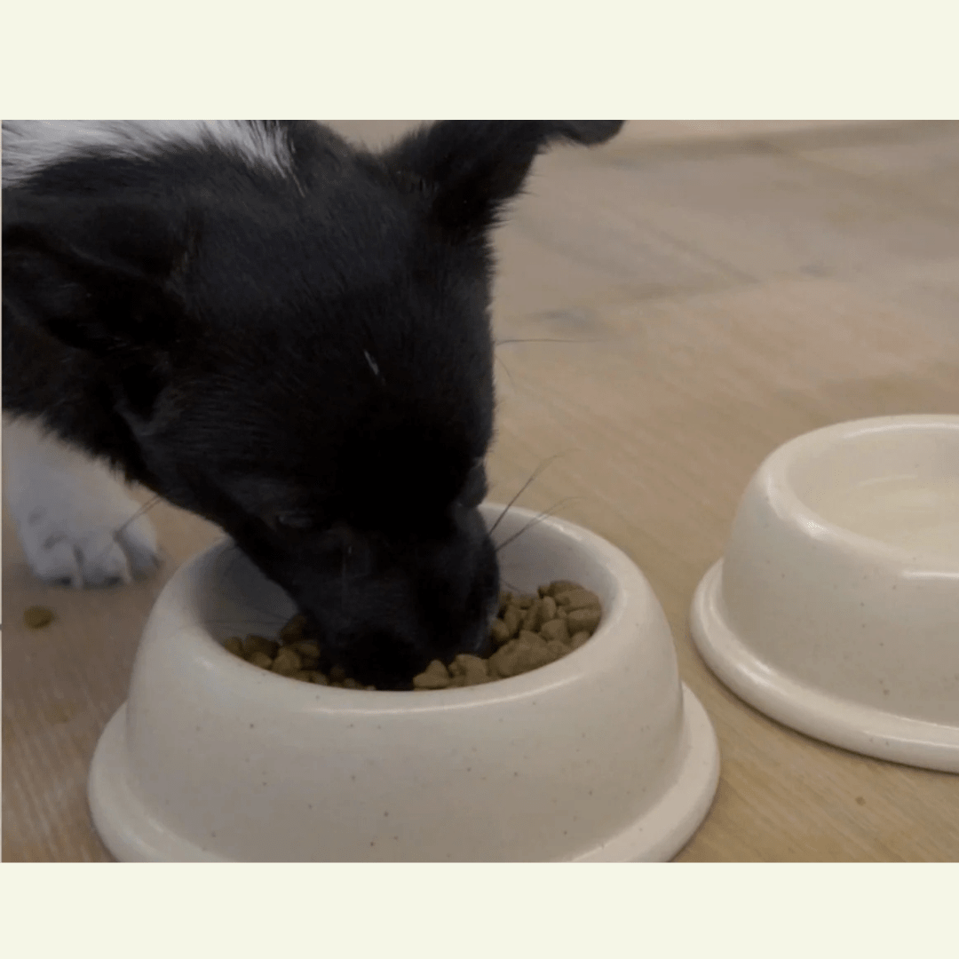 Pacifica | Gamelle pour chat en grés fin - Jean - Poil - Anthracite