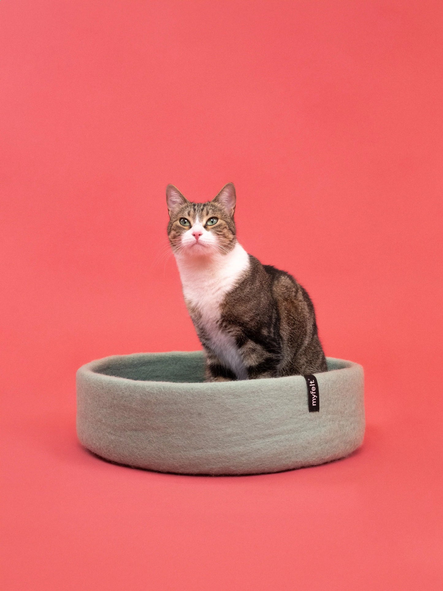 Panier pour chat en laine feutrée naturelle vert sauge, personnalisable - Jean - Poil - Beige