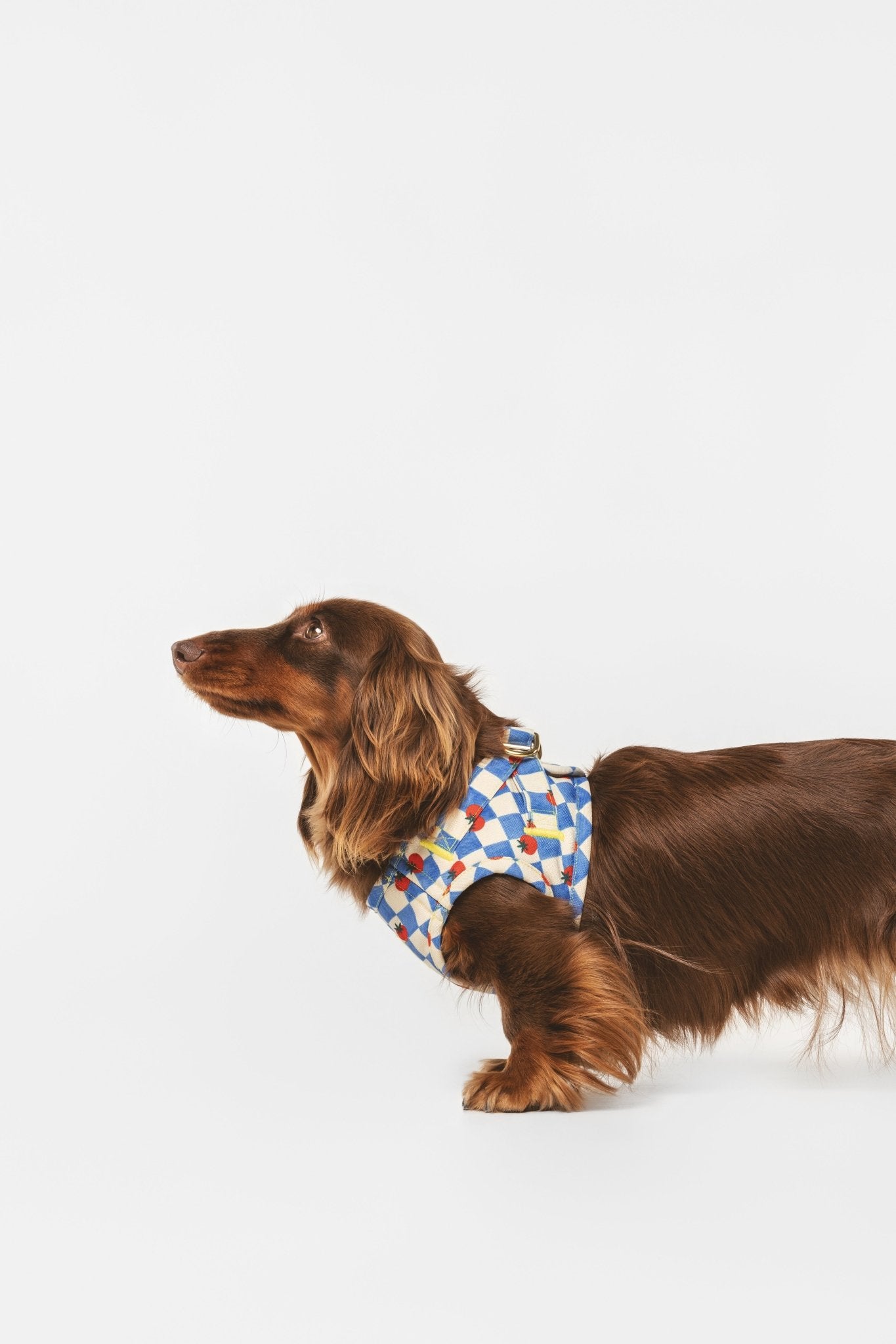 Pomodoro | Harnais wrap pour chien à carreaux bleus - motif tomates, fait main - Jean - Poil - 2XS