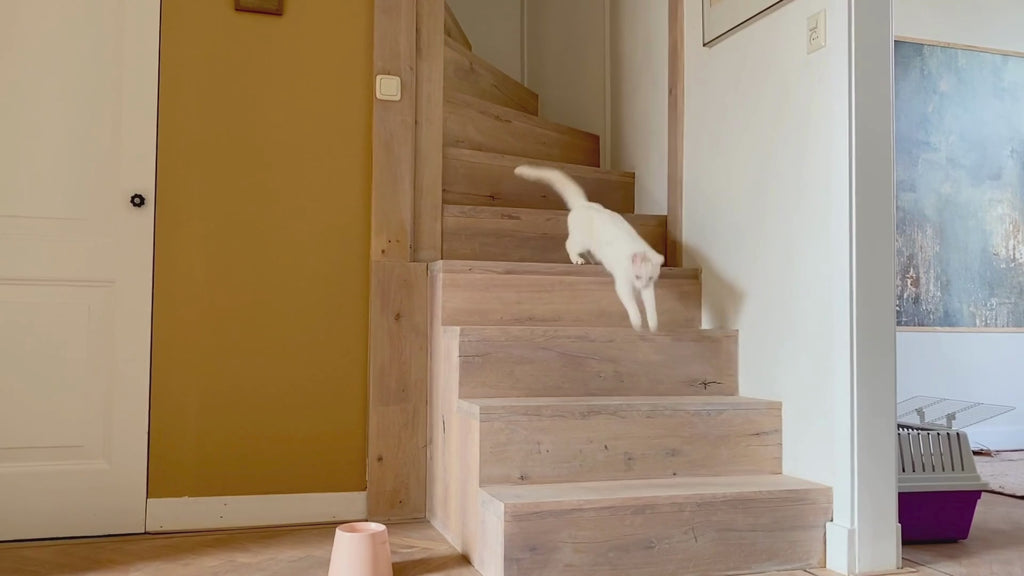 Tower | Gamelle ergonomique en porcelaine pour chat