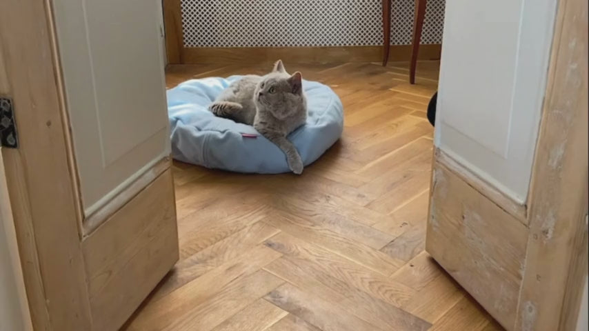 Donut | Lit donut pour chat doux et lavable, plusieurs coloris