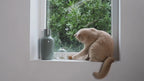 Tail | Jouet design interactif pour chat