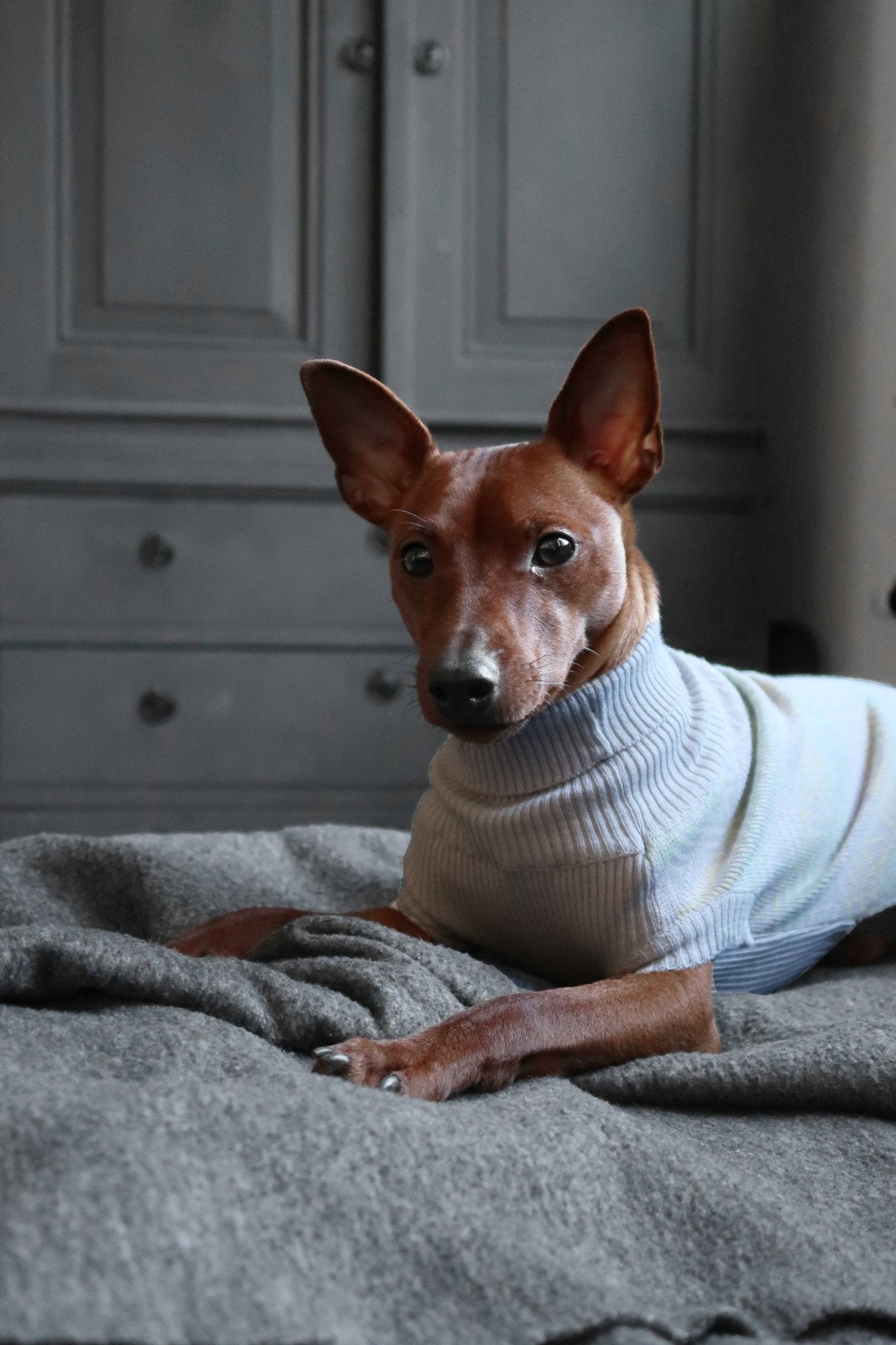 Pullo | Pull pour chien en laine italienne - Jean - Poil - Marine