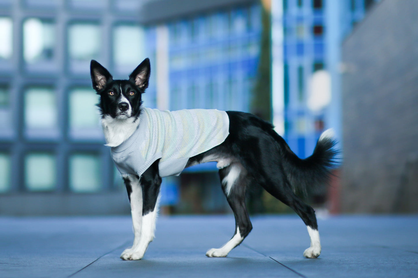 Pullo | Pull pour chien en laine italienne - Jean - Poil - Marine