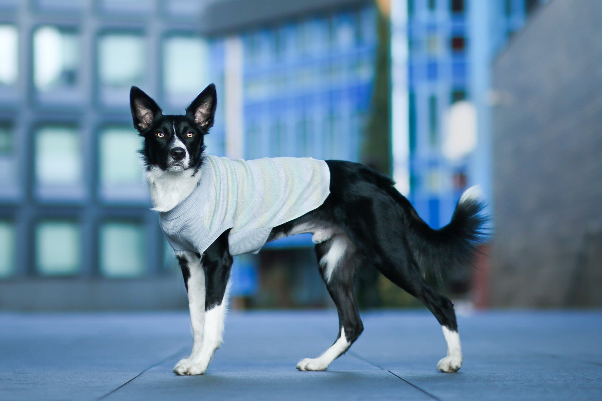 Pullo | Pull pour chien en laine italienne - Jean - Poil - Marine