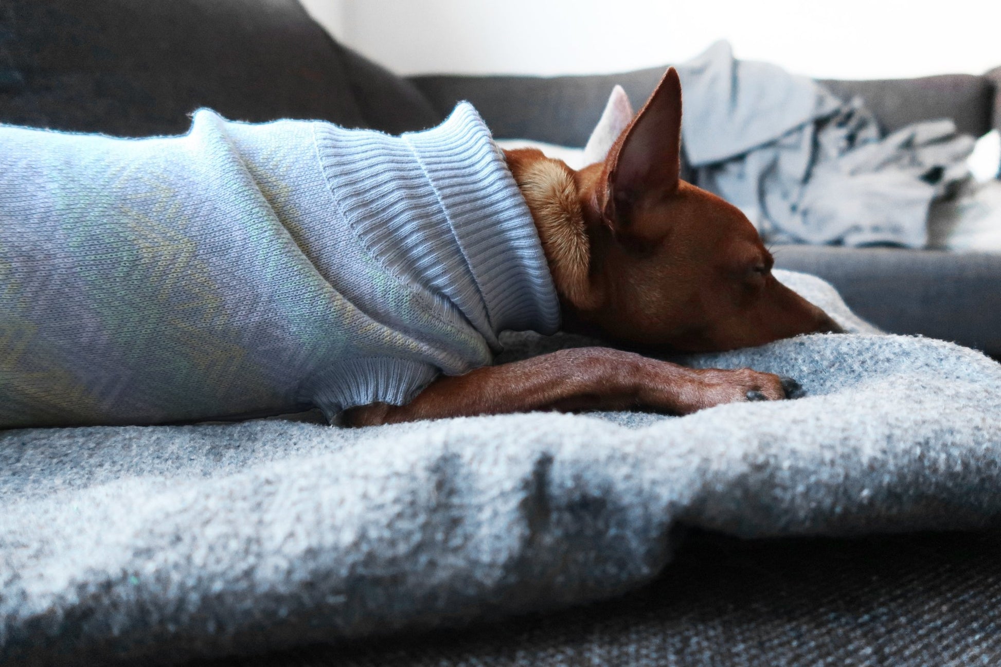 Pullo | Pull pour chien en laine italienne - Jean - Poil - Marine