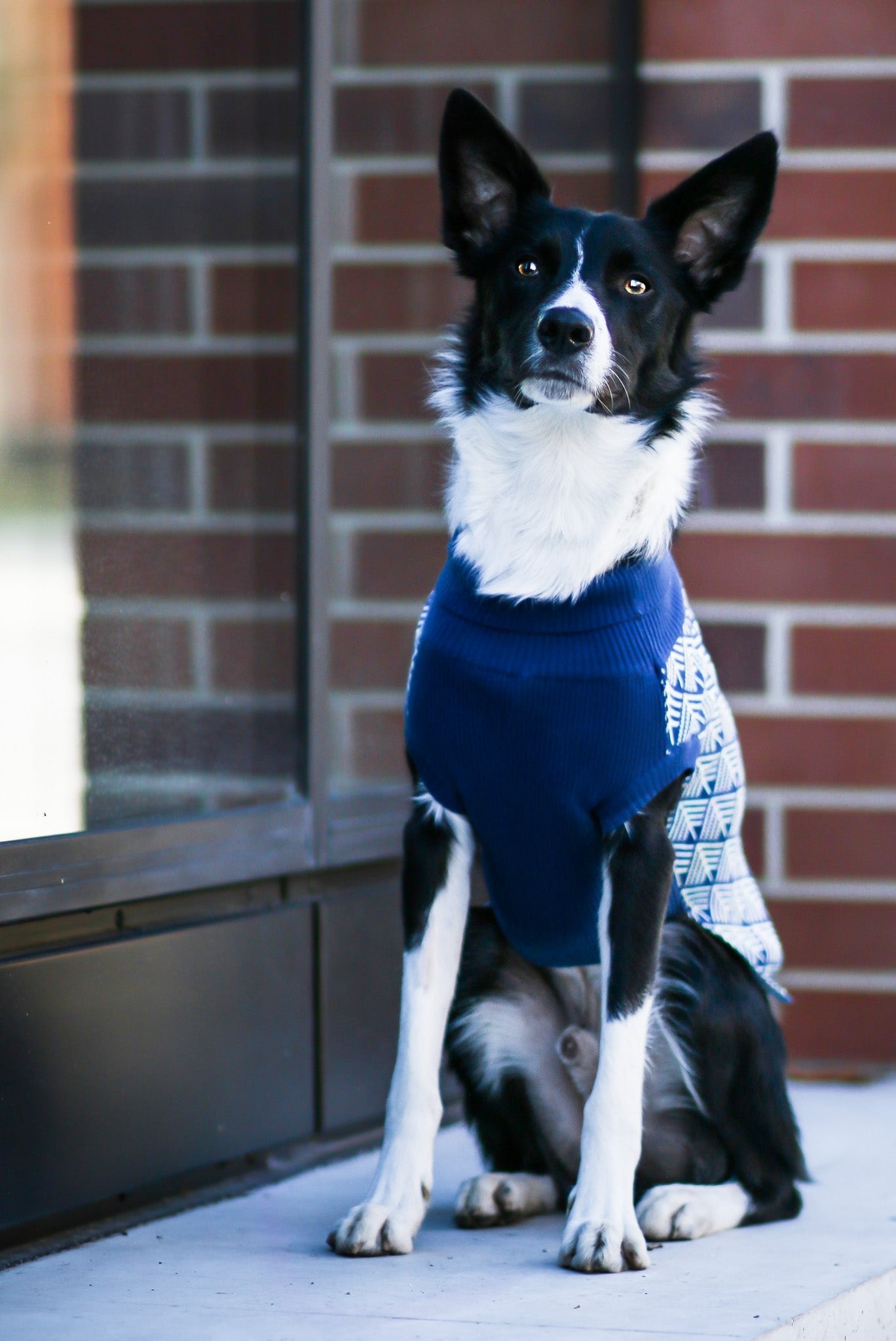 Pullo | Pull pour chien en laine italienne - Jean - Poil - Marine