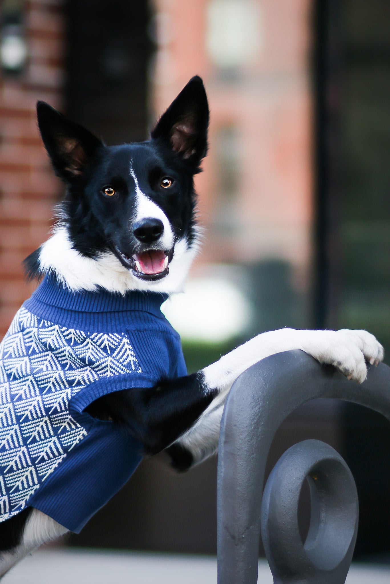 Pullo | Pull pour chien en laine italienne - Jean - Poil - Marine