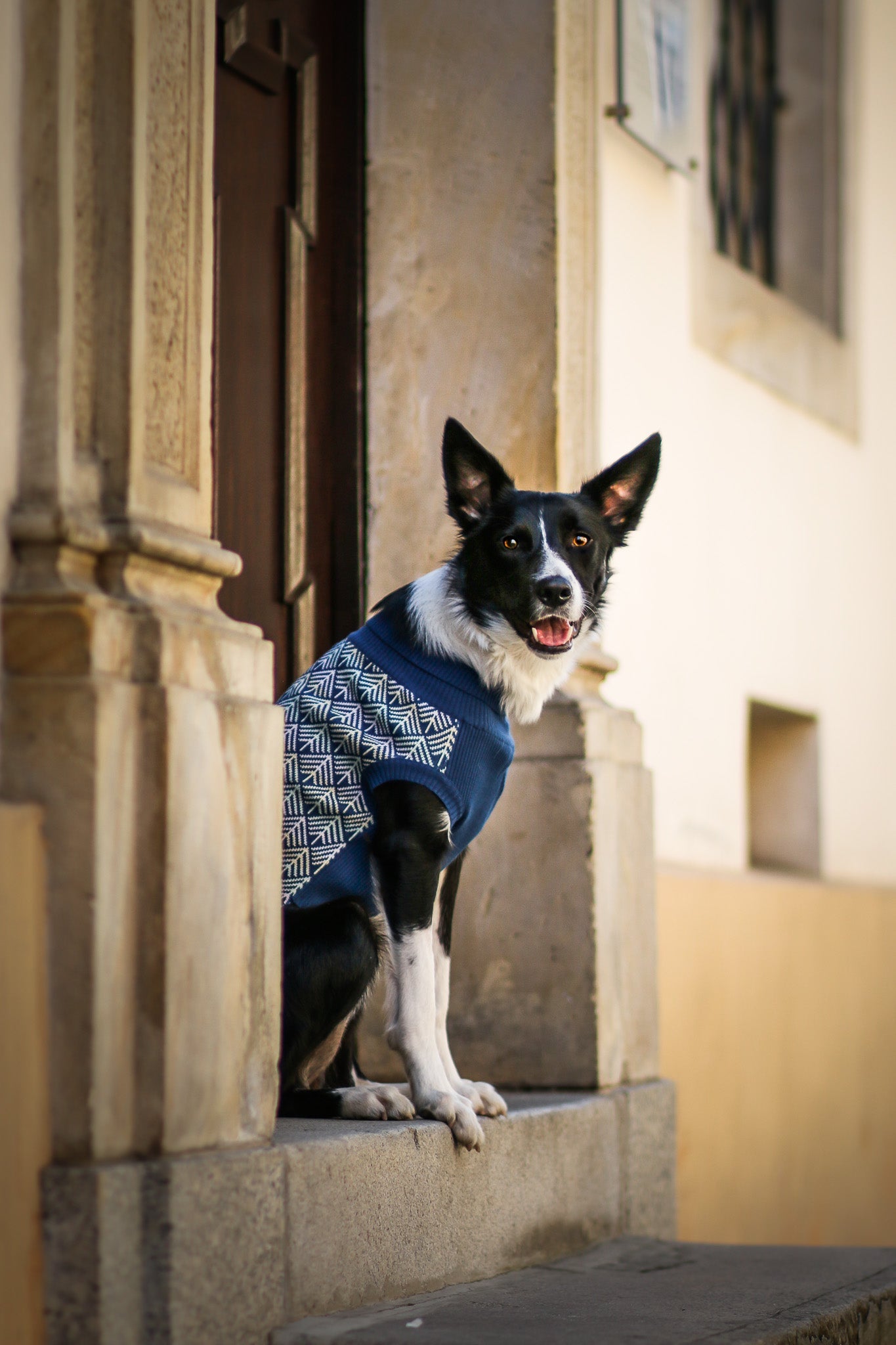 Pullo | Pull pour chien en laine italienne - Jean - Poil - Marine