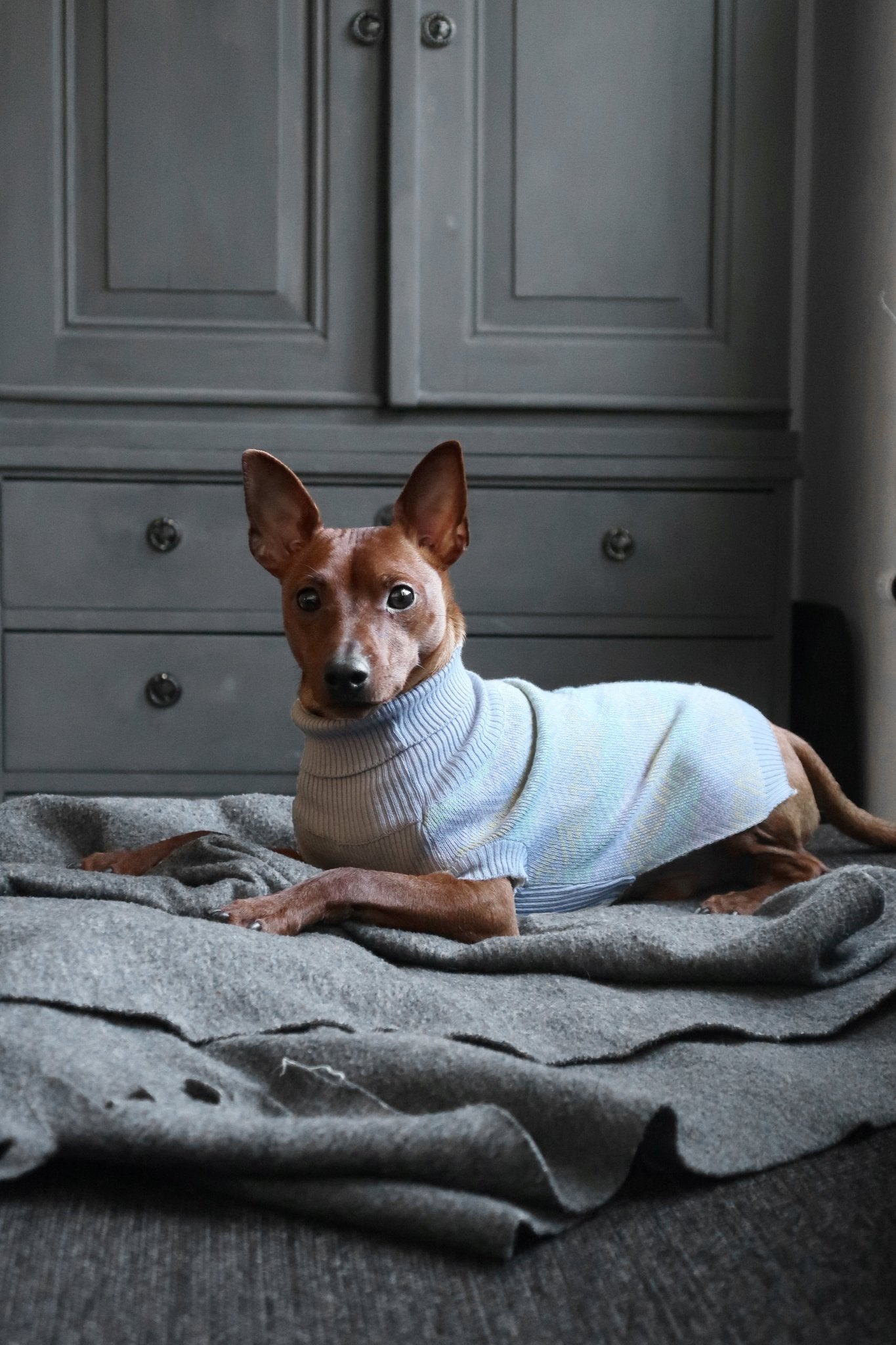 Pullo | Pull pour chien en laine italienne - Jean - Poil - Marine