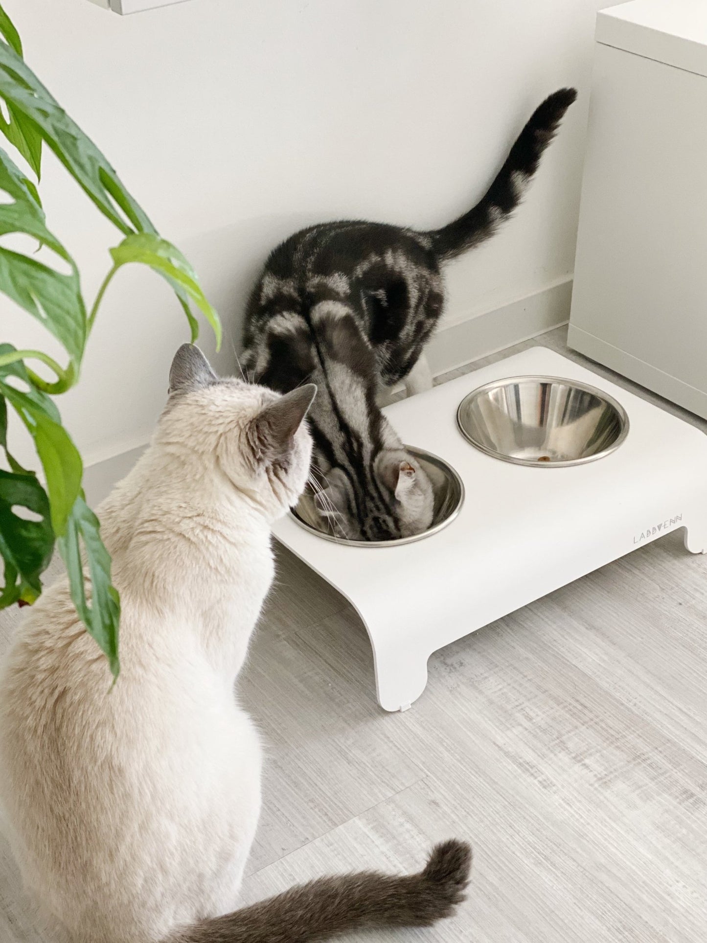 Rico | Double gamelle design pour chat - Jean - Poil - Mokka