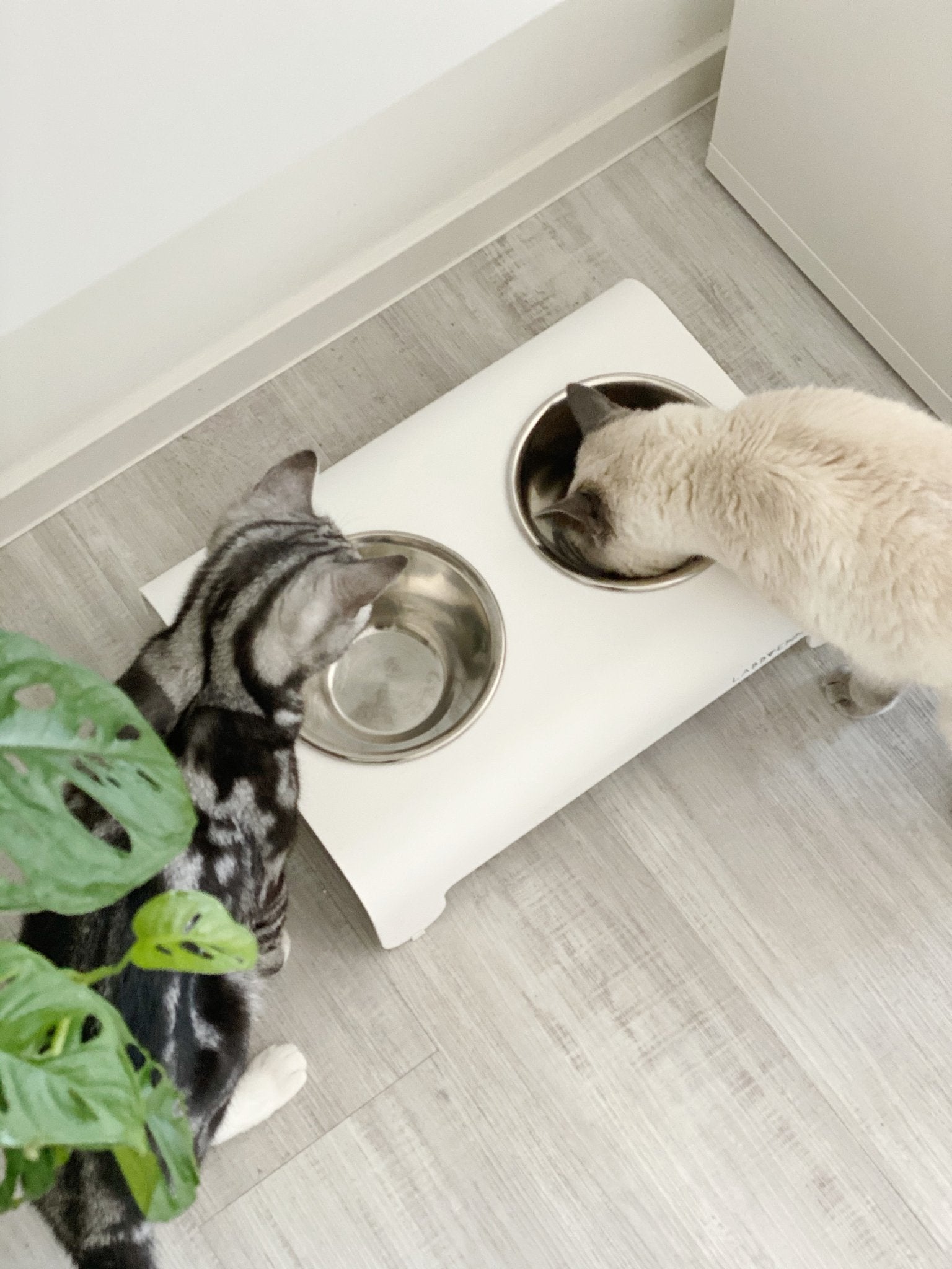 Rico | Double gamelle design pour chat - Jean - Poil - Mokka