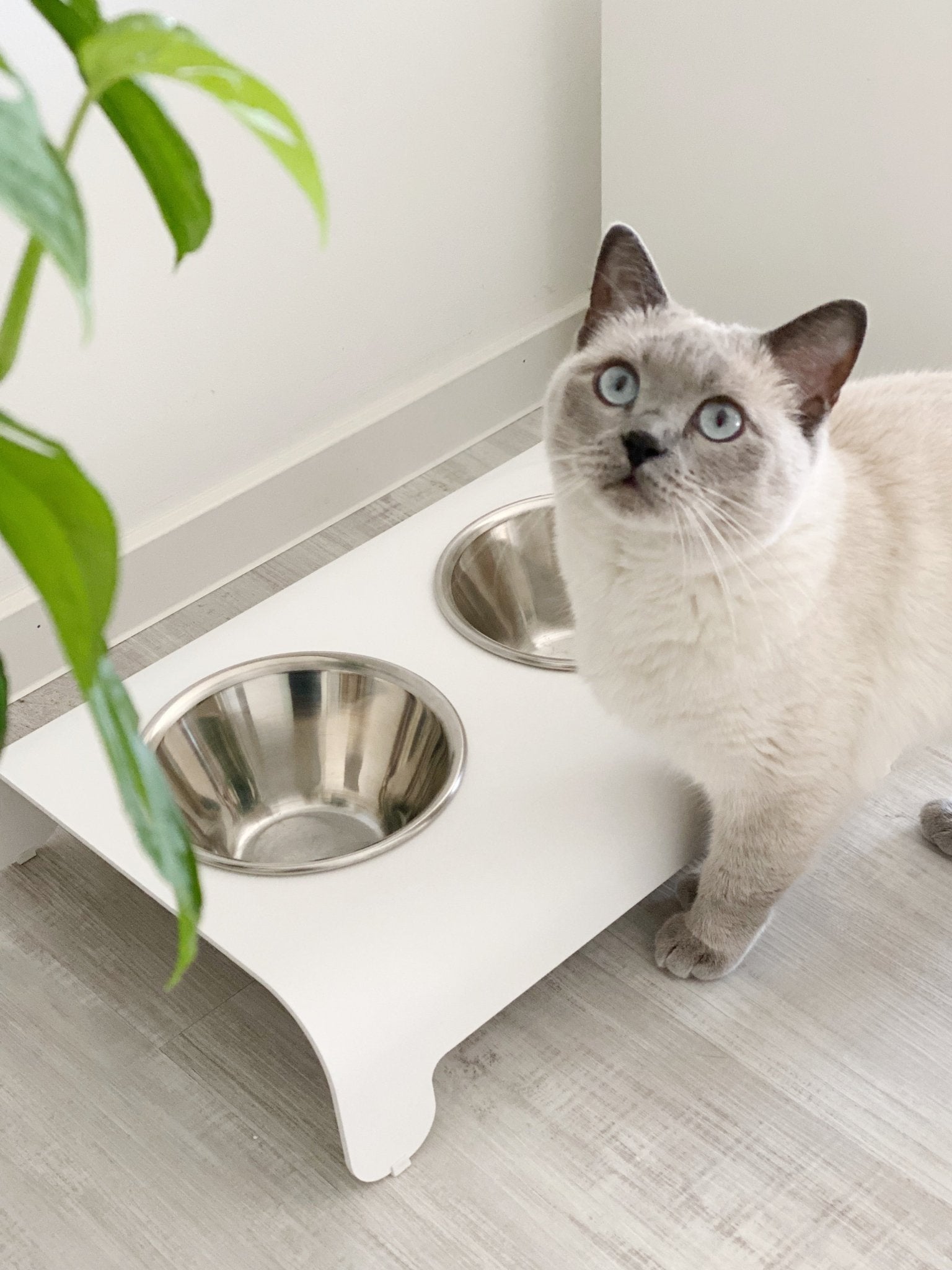 Rico | Double gamelle design pour chat - Jean - Poil - Mokka