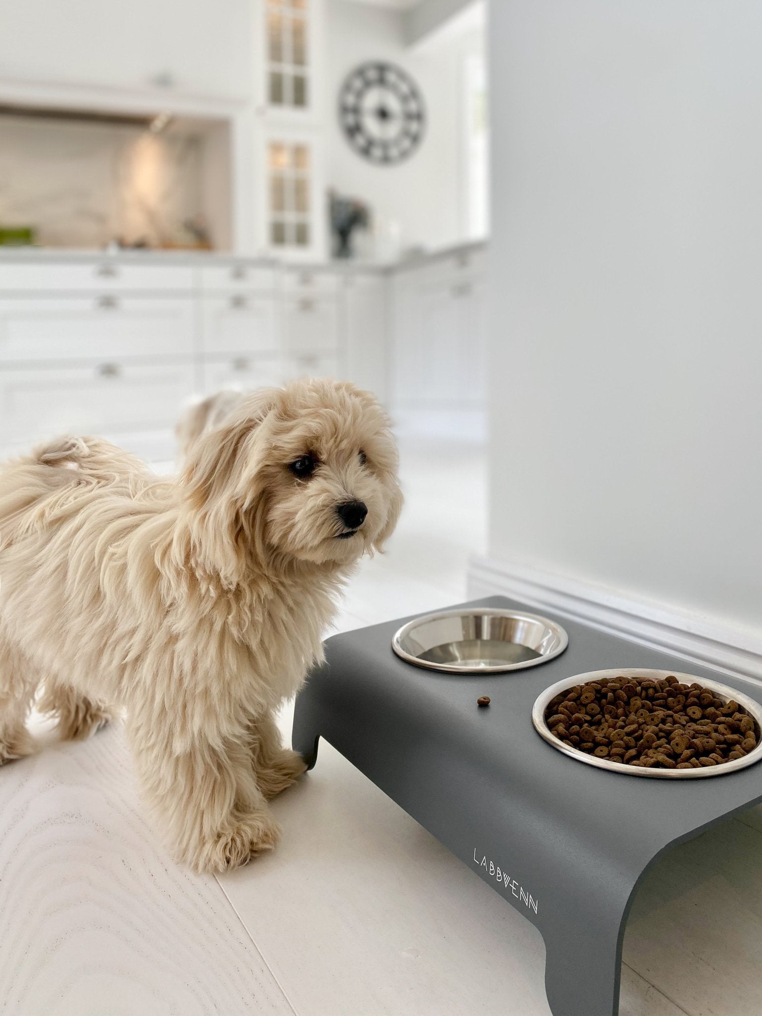 Rico | Double gamelle design pour chien - Jean - Poil - Gris