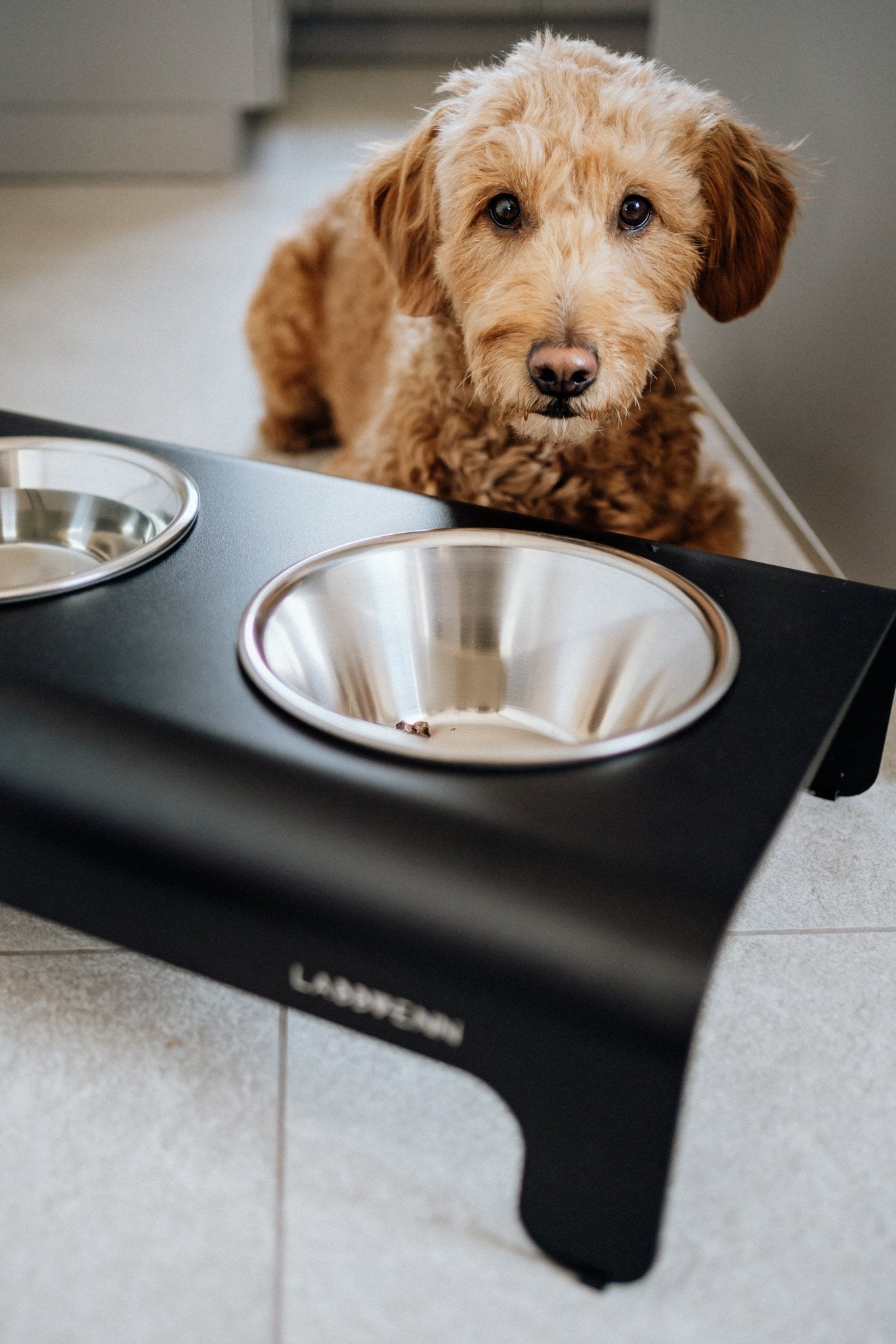 Rico | Double gamelle design pour chien - Jean - Poil - Gris