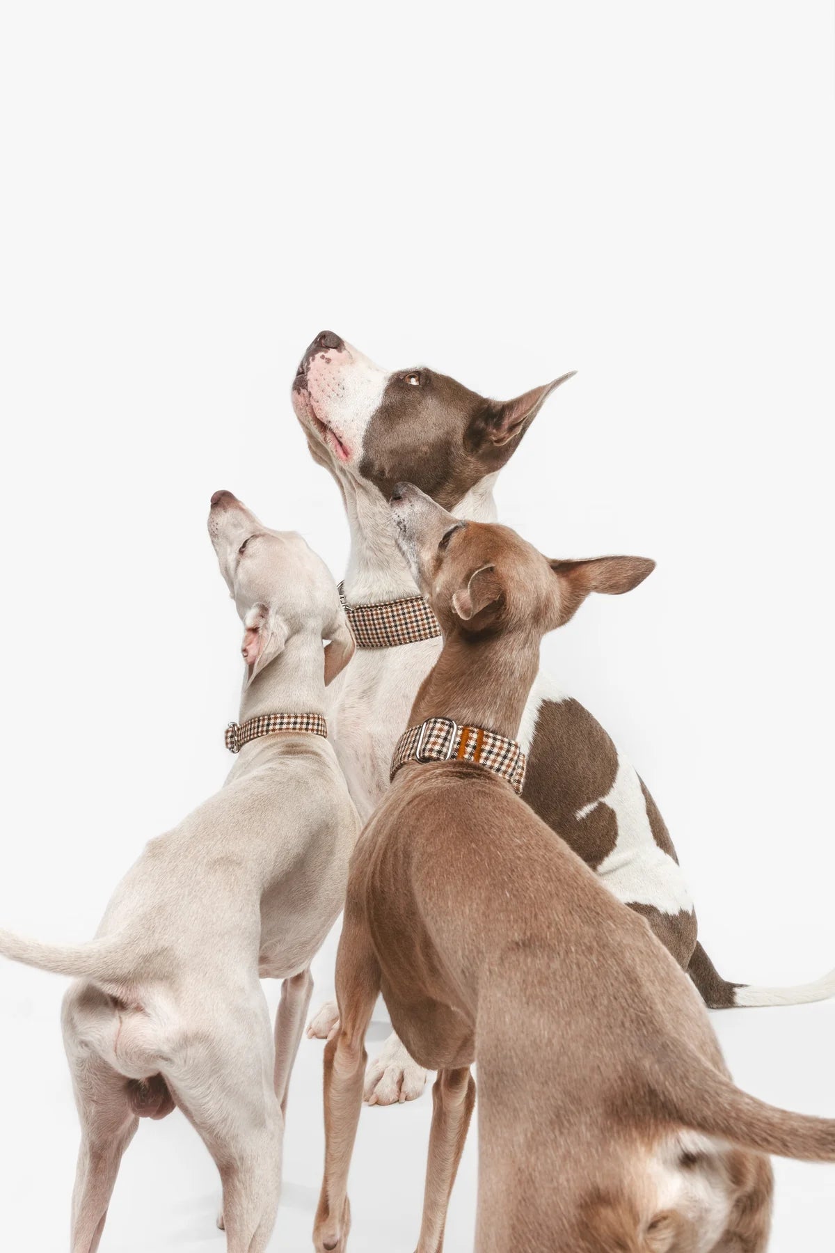 Roméo | Collier pour chien à motif pied - de - poule marron avec fermeture rapide, fait main - Jean - Poil - 2XS