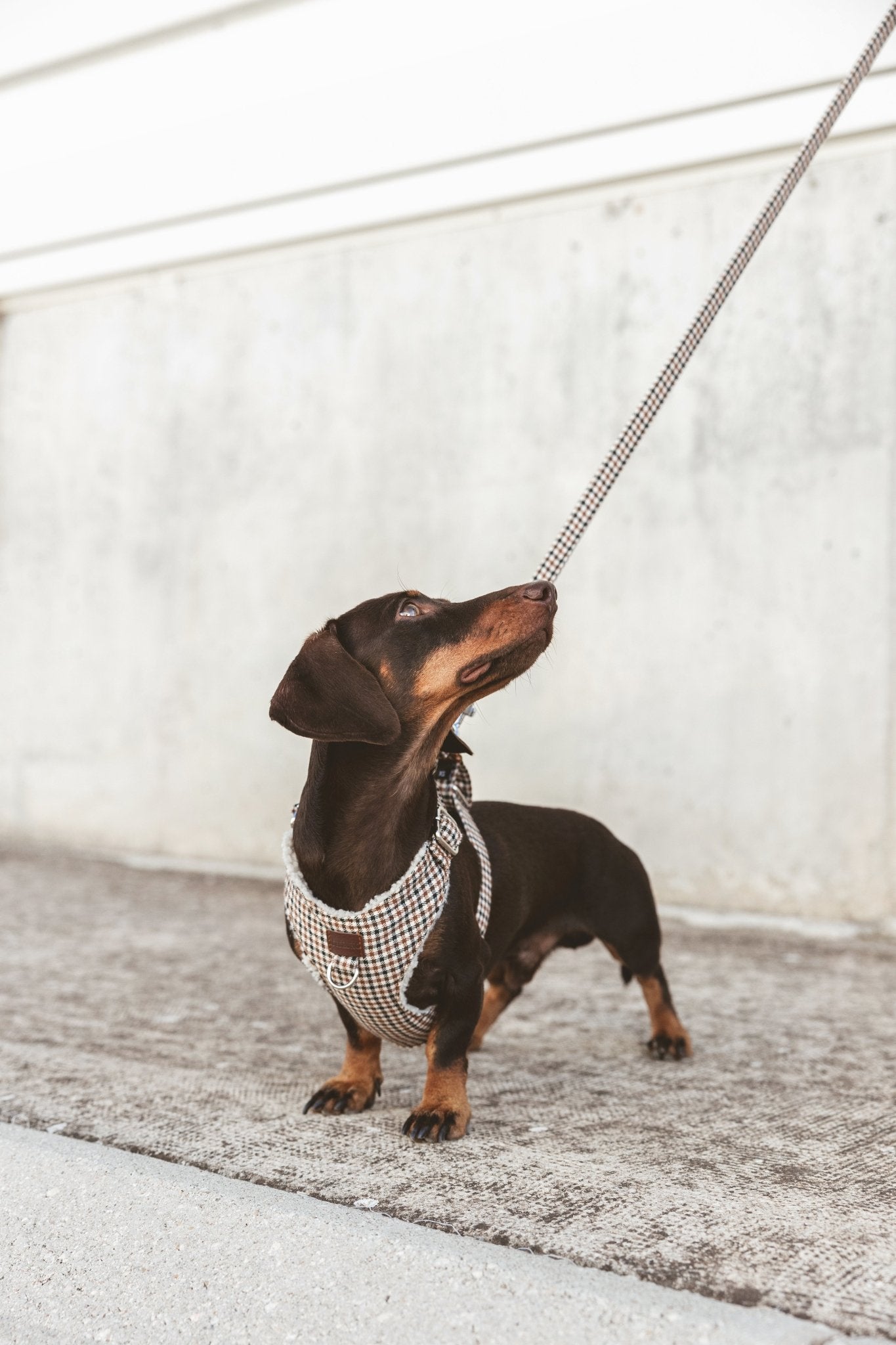 Roméo | Harnais Chest pour chien, motif pied de poule marron,fait main - Jean - Poil - XS