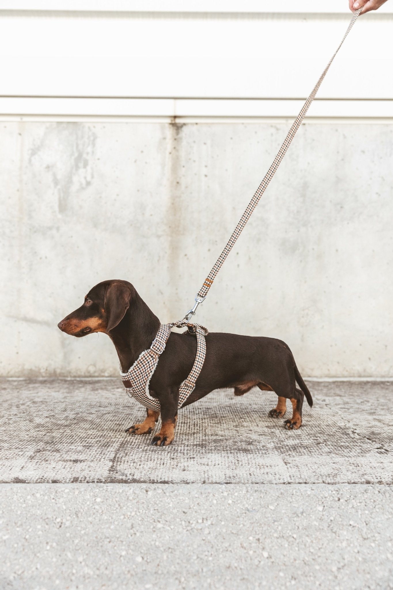 Roméo | Harnais Chest pour chien, motif pied de poule marron,fait main - Jean - Poil - XS