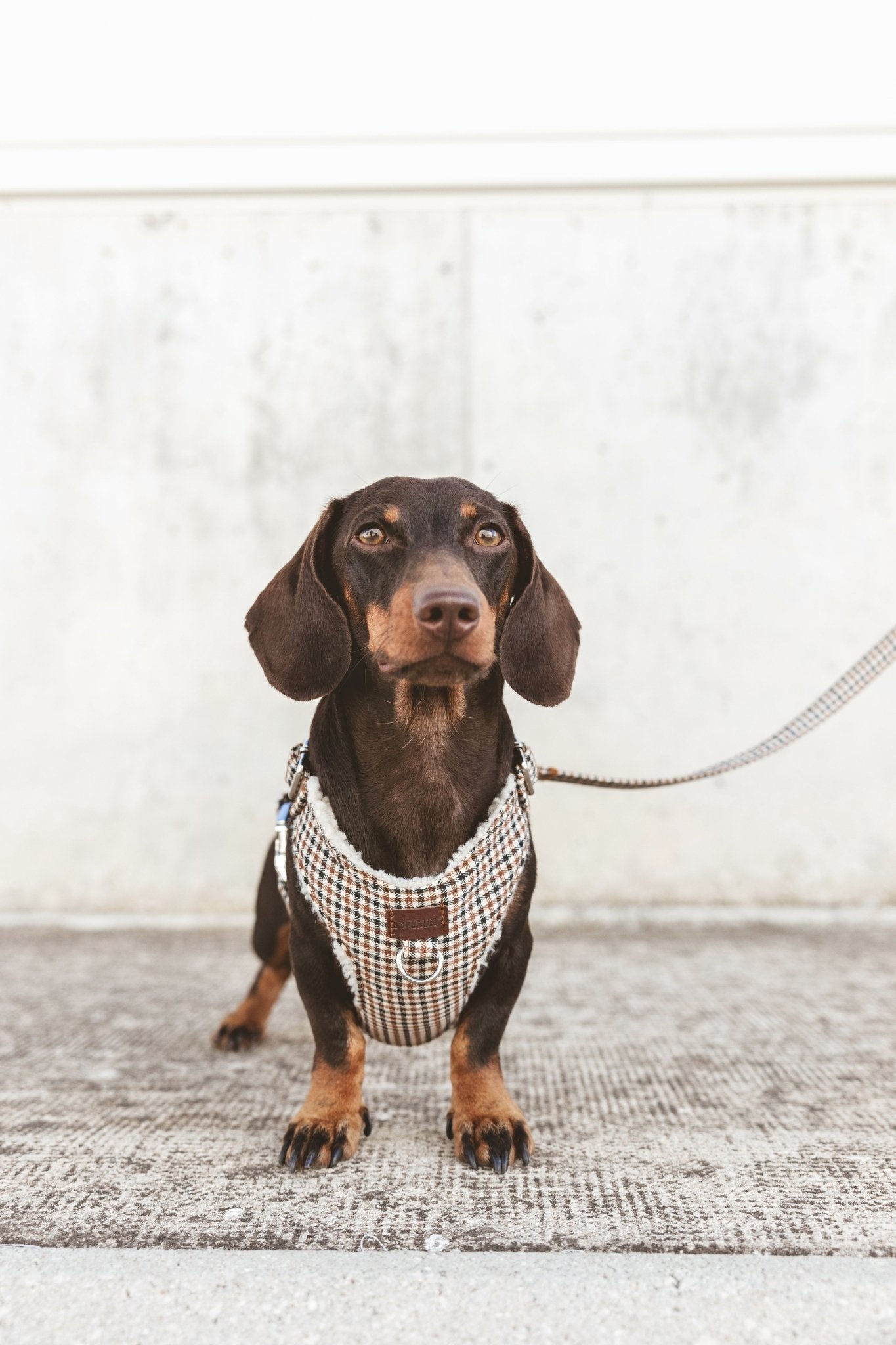 Roméo | Harnais Chest pour chien, motif pied de poule marron,fait main - Jean - Poil - XS