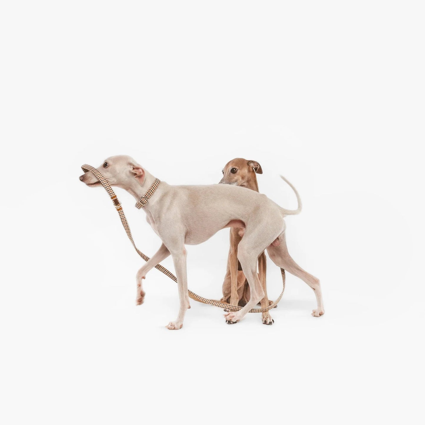 Roméo | Laisse pour chien motif pied de poule, ville & multipositions, fait main - Jean - Poil -