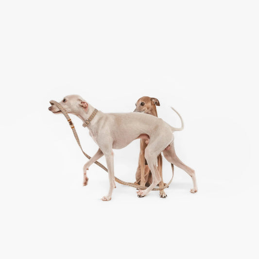 Roméo | Laisse pour chien motif pied de poule, ville & multipositions, fait main - Jean - Poil -
