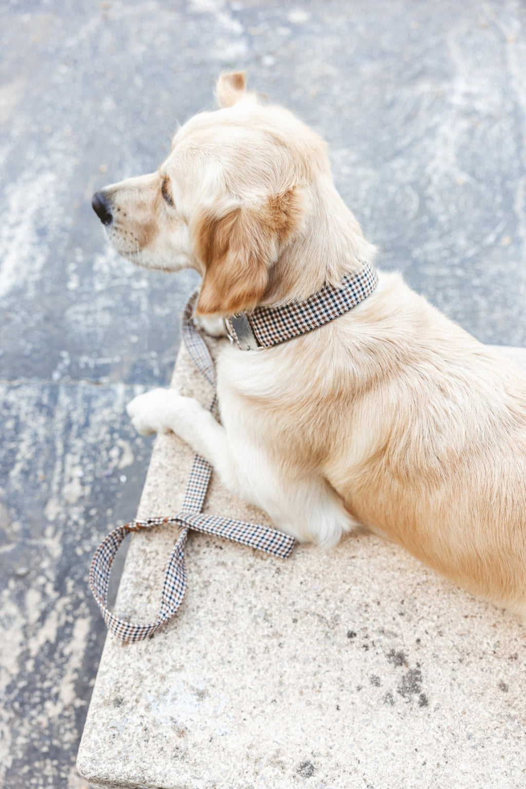 Roméo | Laisse pour chien motif pied de poule, ville & multipositions, fait main - Jean - Poil
