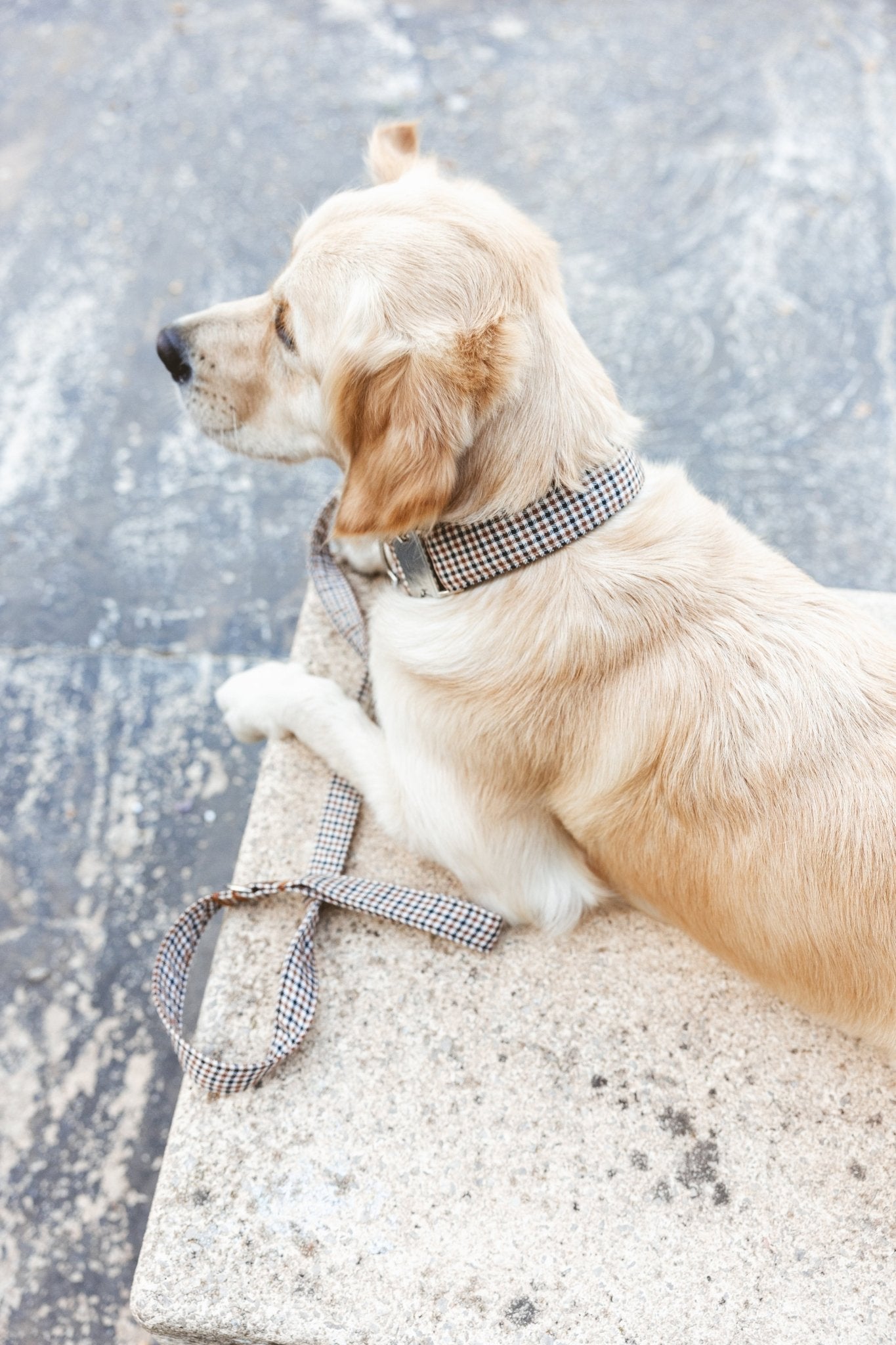 Roméo | Laisse pour chien motif pied de poule, ville & multipositions, fait main - Jean - Poil