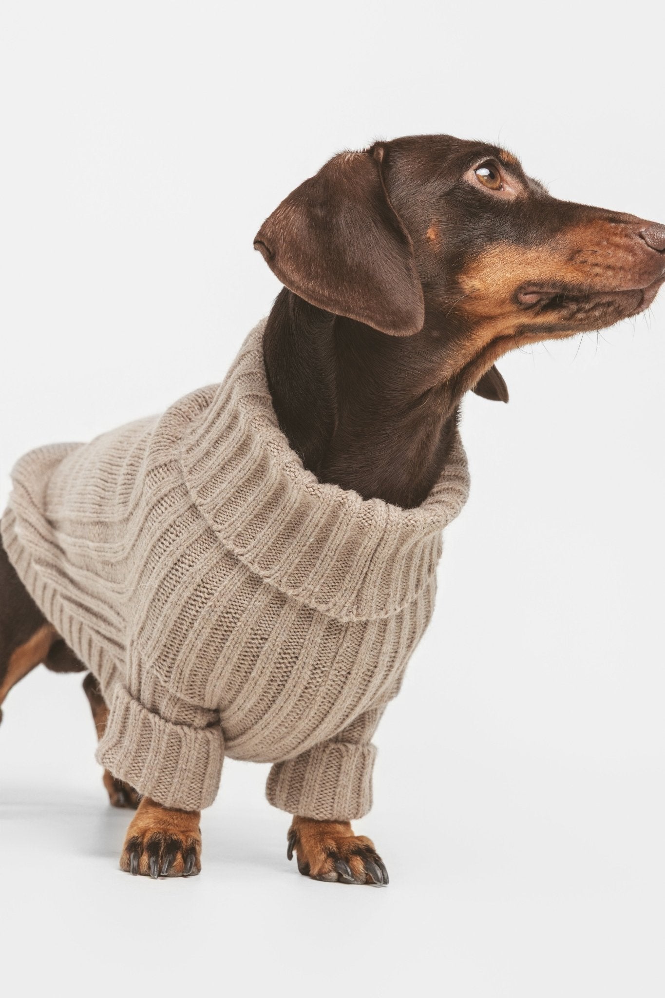 Sand | Pull pour chien sable - intemporel - Jean - Poil - XS