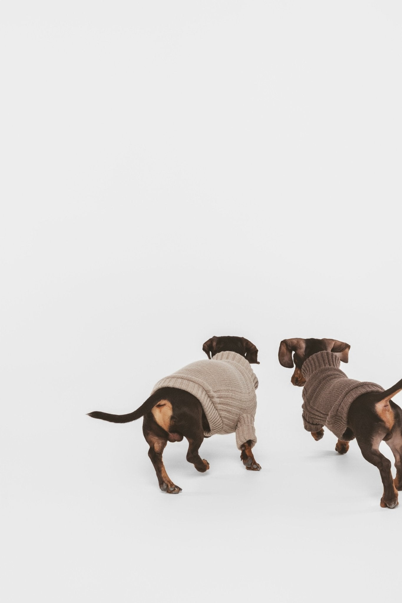 Sand | Pull pour chien sable - intemporel - Jean - Poil - XS
